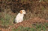 LABRADOR 360